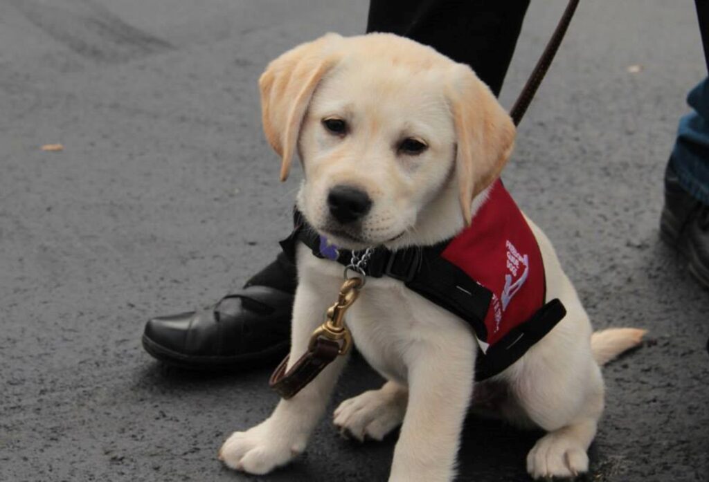Freedom Guide Dogs for the Blind Freedom Guide Dogs for the Blind
