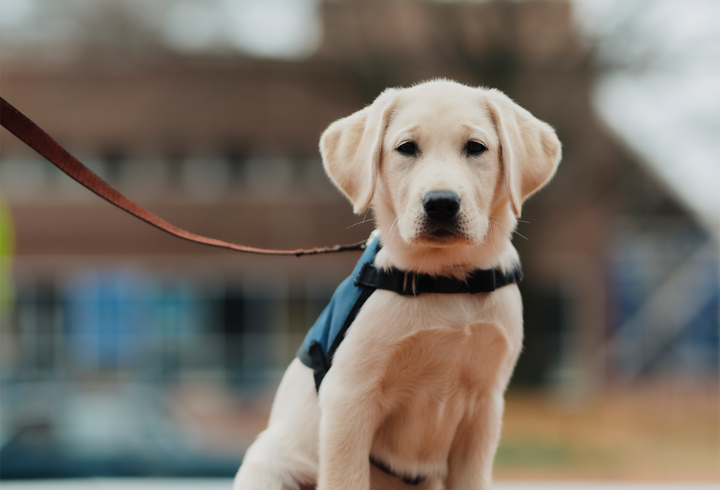 33_2_NZ9_6098 Canine Partners for Life