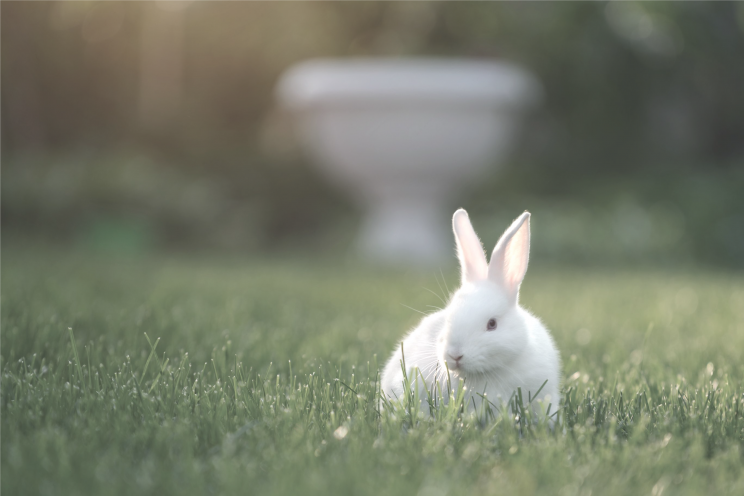 #BeCrueltyFree - Campaign to end cosmetic testing on animals